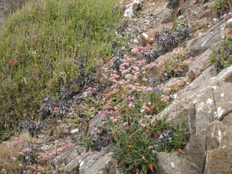 Eriogonum grande var. testudinum