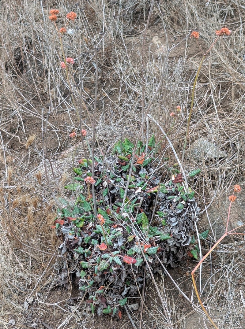 Eriogonum grande var. testudinum photo 2