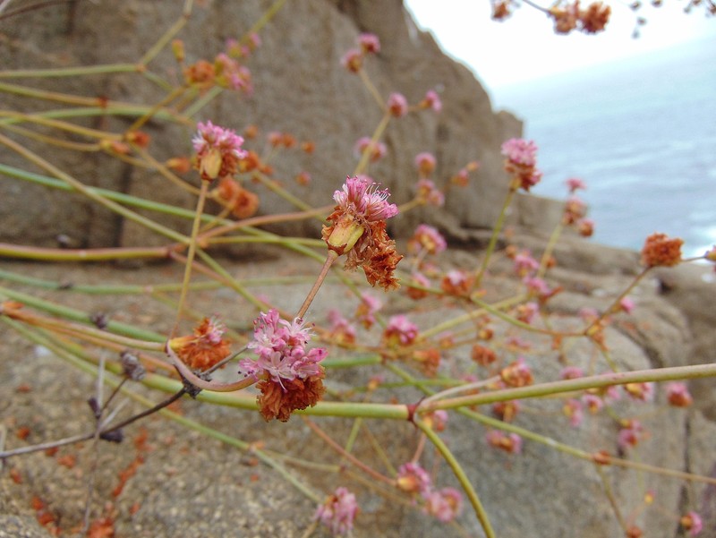 Eriogonum grande var. testudinum photo 3