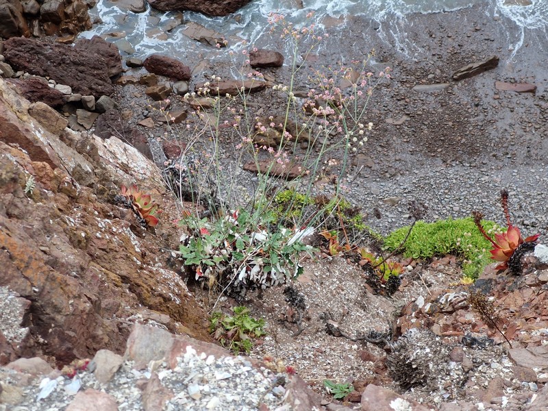 Eriogonum grande var. testudinum photo 4