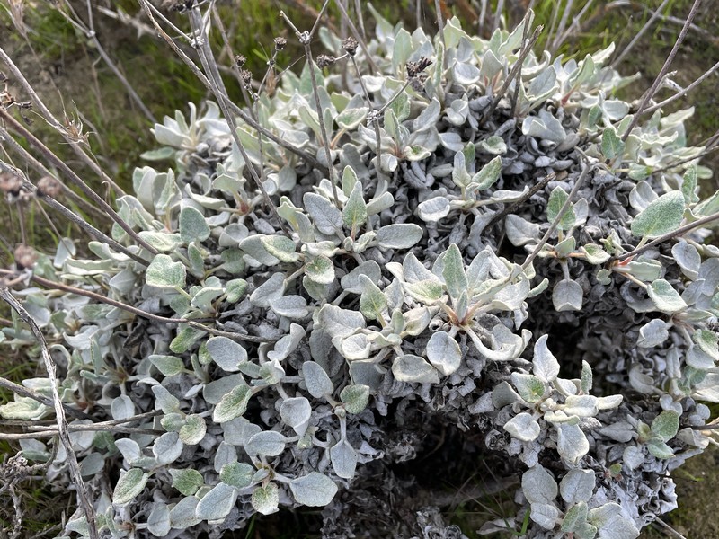 Eriogonum grande var. timorum