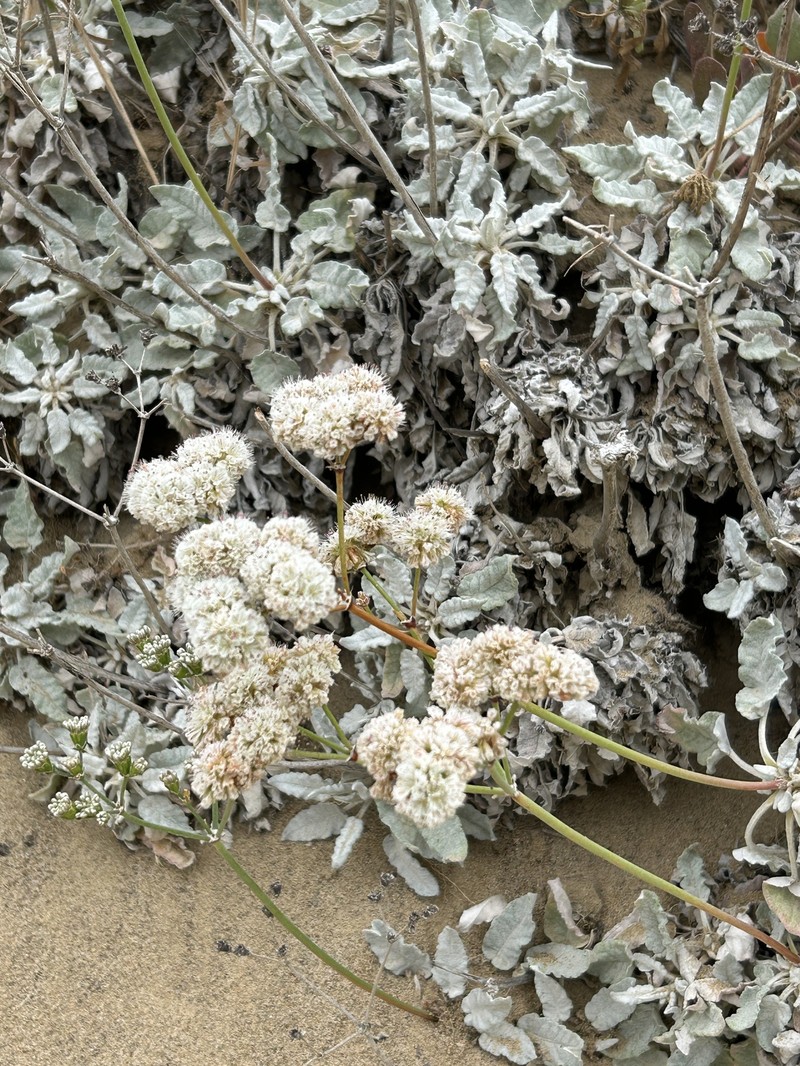 Eriogonum grande var. timorum photo 2
