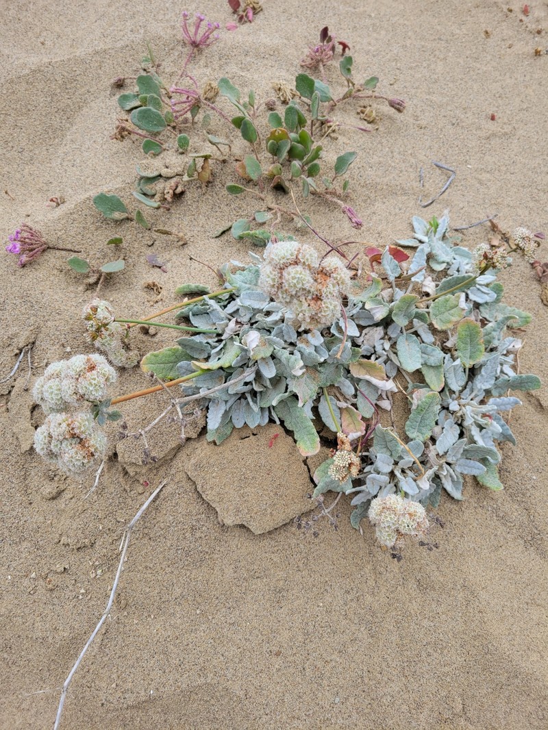 Eriogonum grande var. timorum photo 3