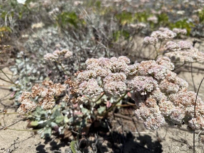 Eriogonum grande var. timorum photo 4