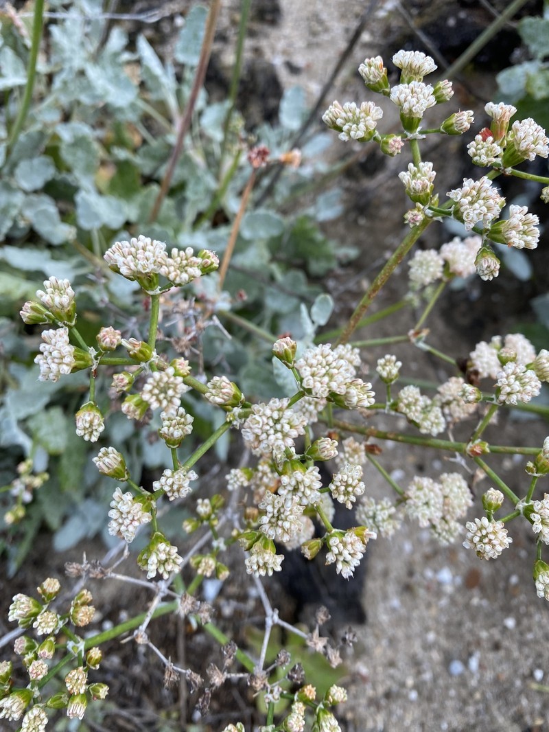 Eriogonum grande var. timorum photo 5