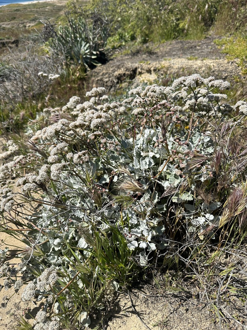 Eriogonum grande var. timorum photo 6