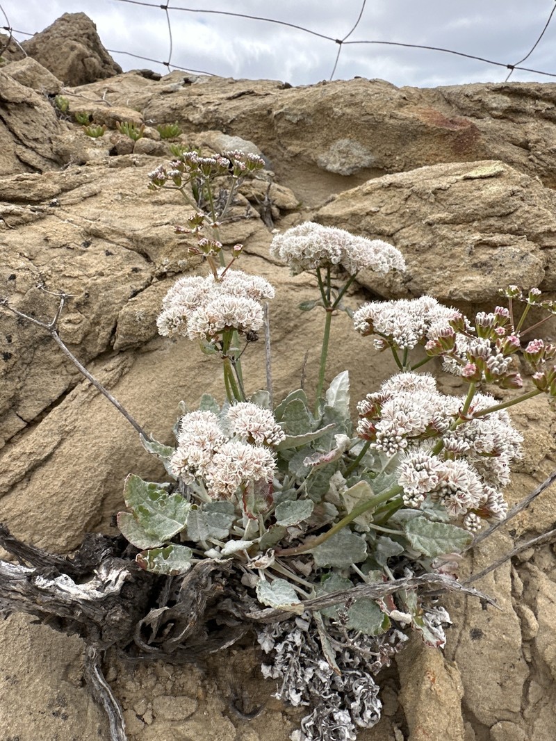 Eriogonum grande var. timorum photo 7