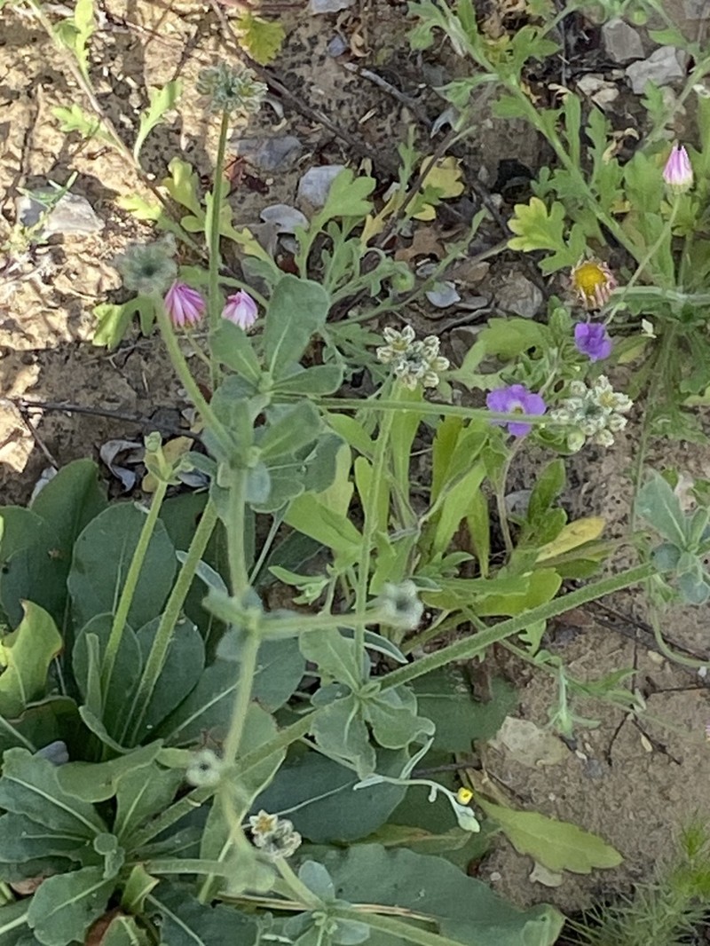 Gregg's Buckwheat
