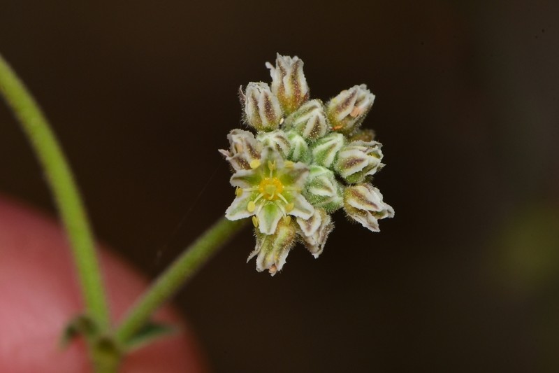 Gregg's Buckwheat photo 2