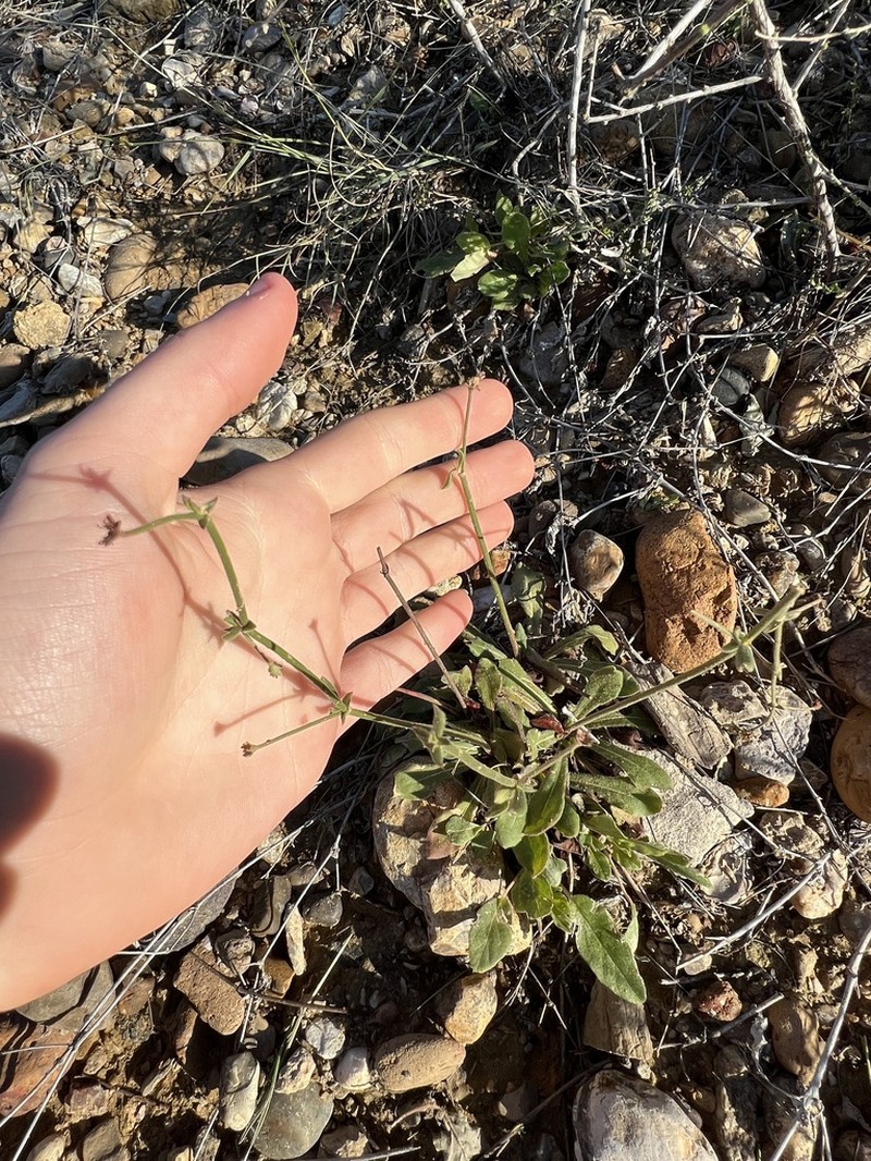 Gregg's Buckwheat photo 3