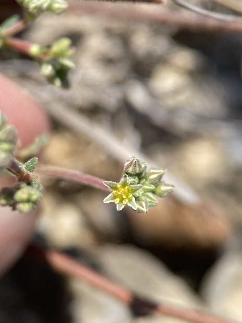Gregg's Buckwheat photo 4