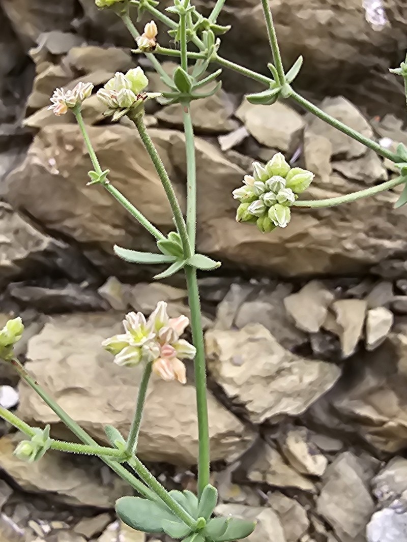 Gregg's Buckwheat photo 5