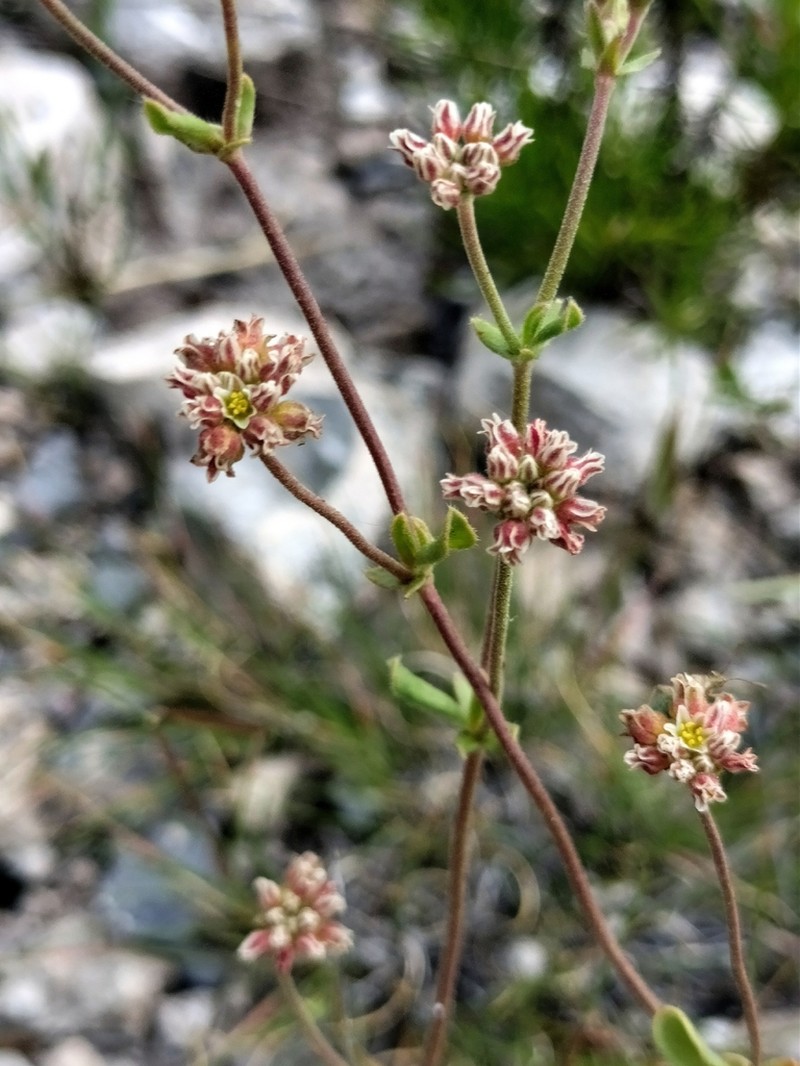 Gregg's Buckwheat photo 6