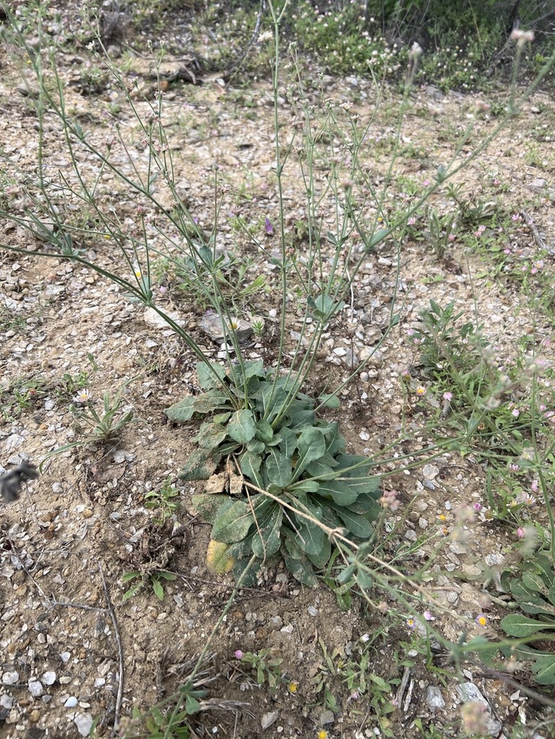 Gregg's Buckwheat photo 7
