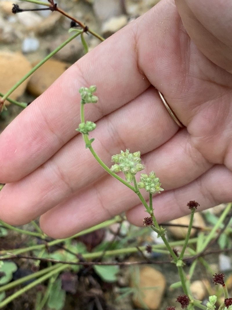 Gregg's Buckwheat photo 8