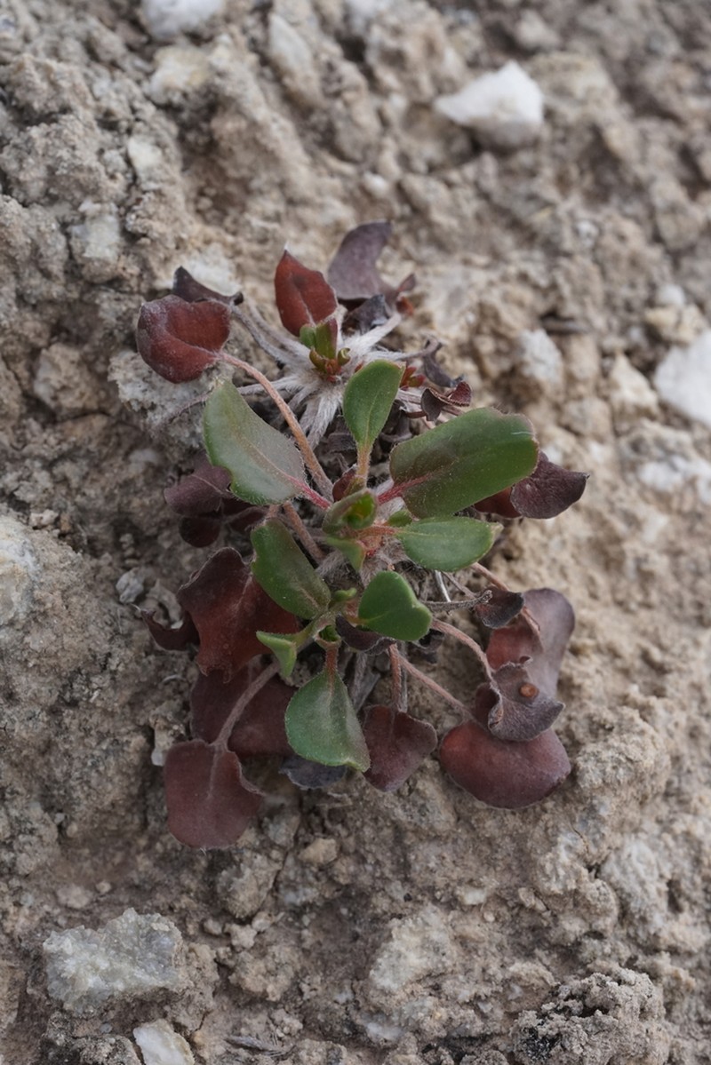 Seven River Hills Buckwheat