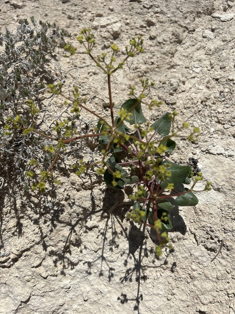 Seven River Hills Buckwheat photo 2