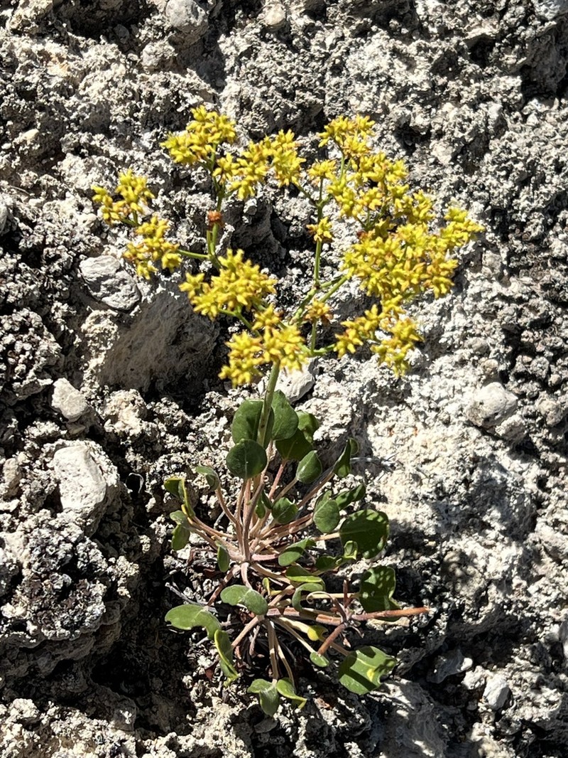 Seven River Hills Buckwheat photo 3