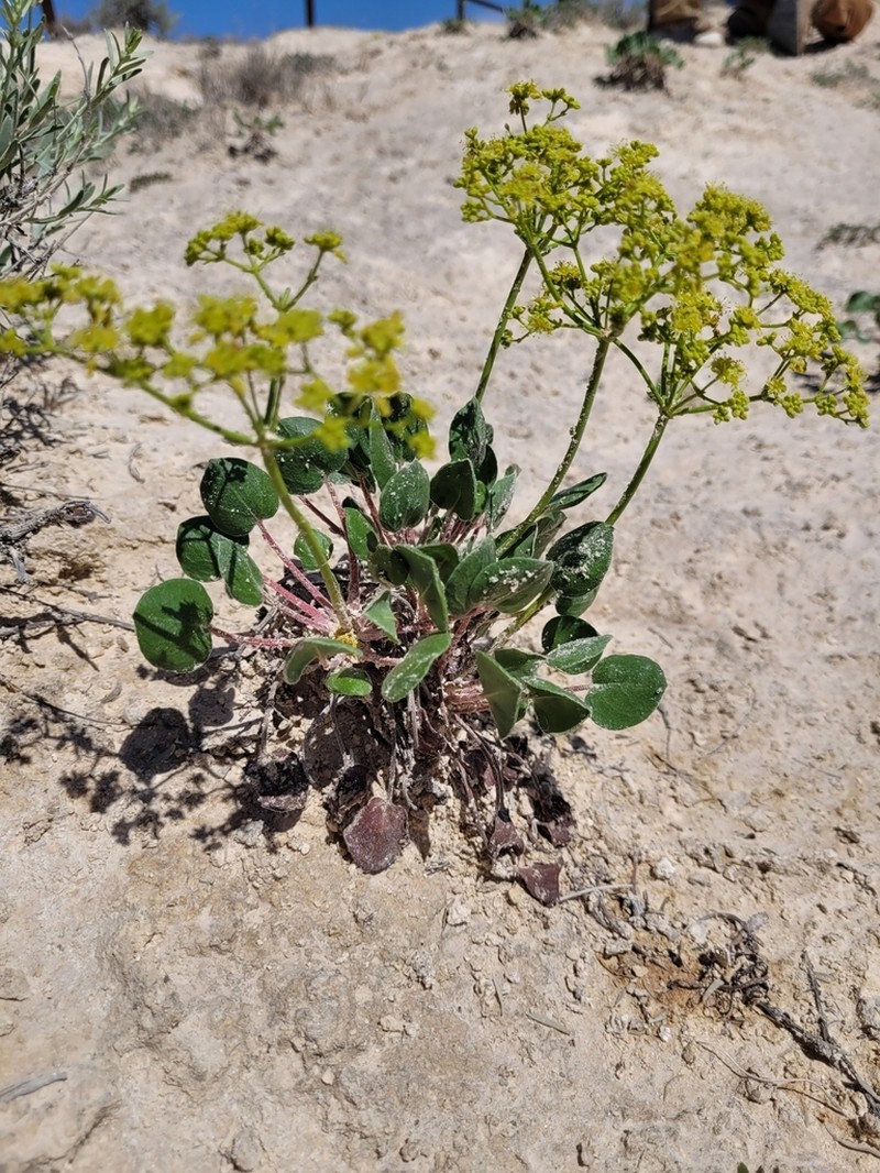 Seven River Hills Buckwheat photo 4