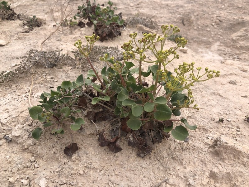 Seven River Hills Buckwheat photo 5