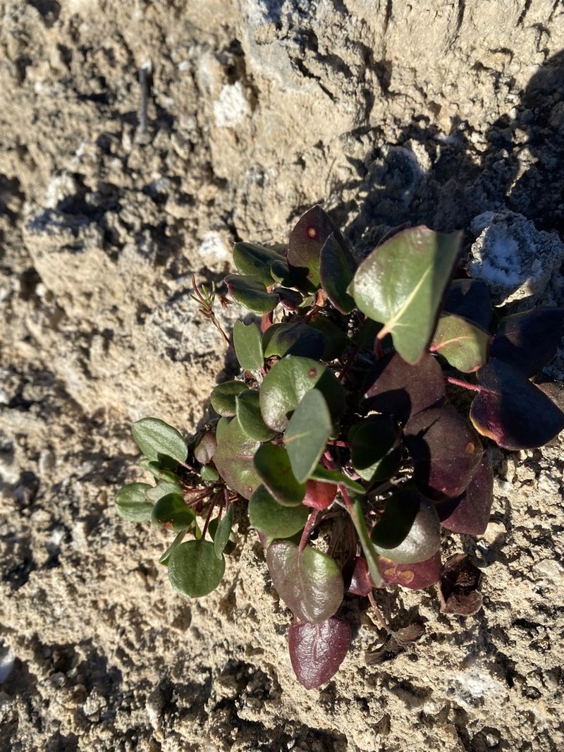 Seven River Hills Buckwheat photo 6
