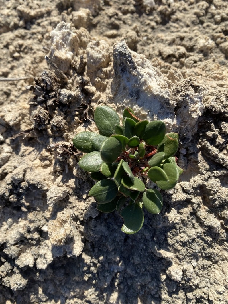Seven River Hills Buckwheat photo 7
