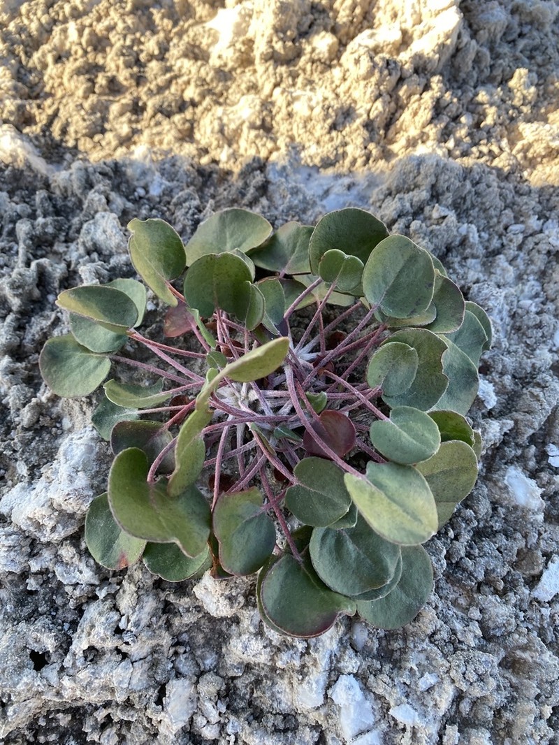 Seven River Hills Buckwheat photo 8