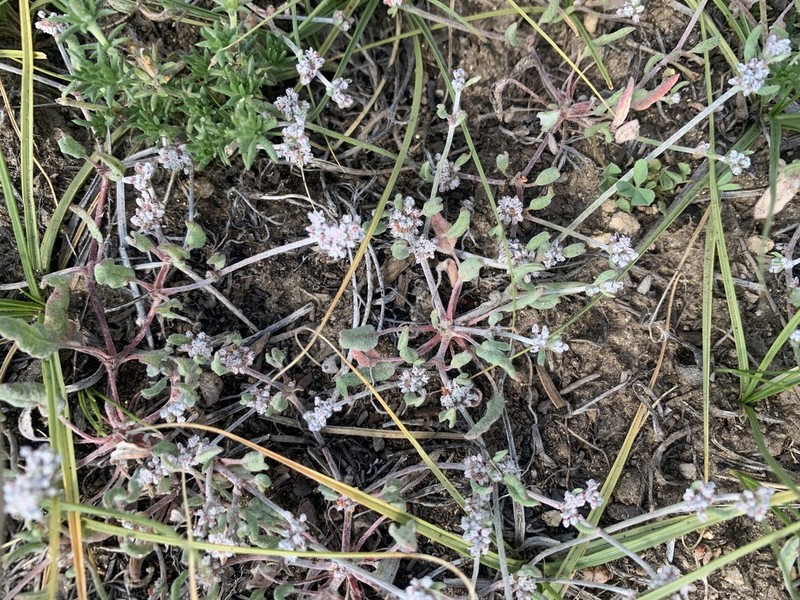Eriogonum hastatum