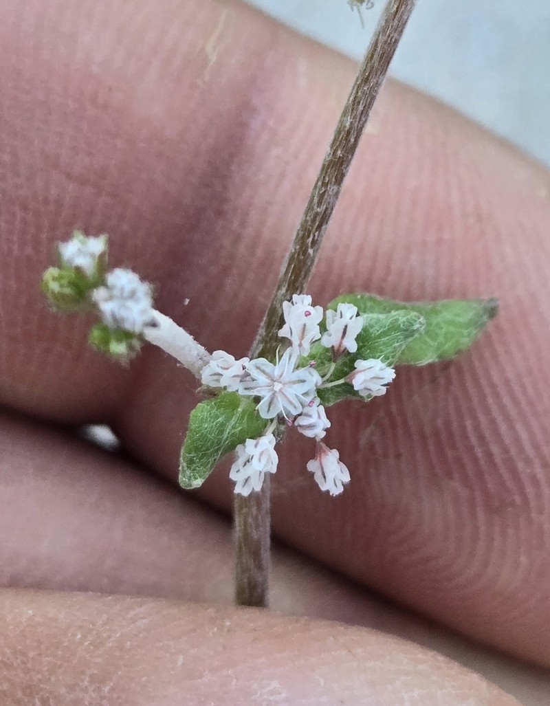 Eriogonum hastatum photo 2