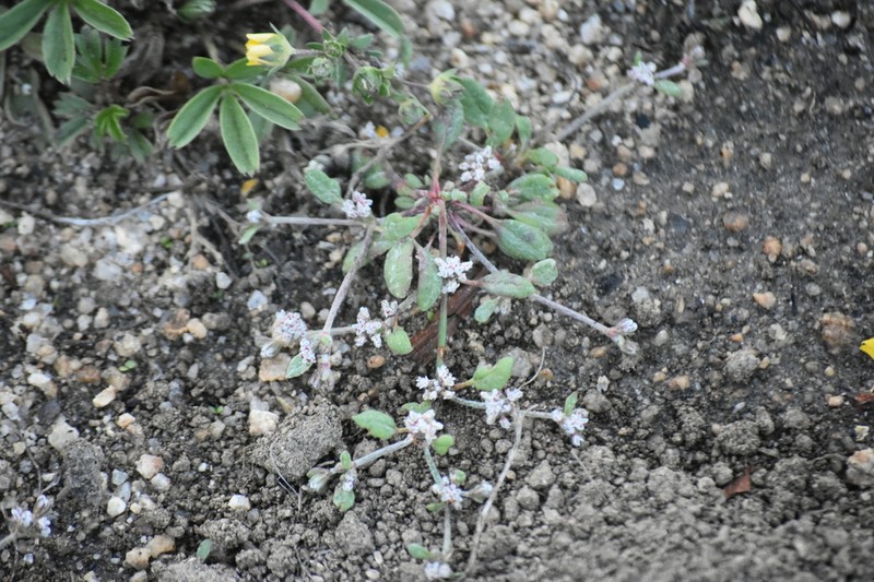 Eriogonum hastatum photo 3