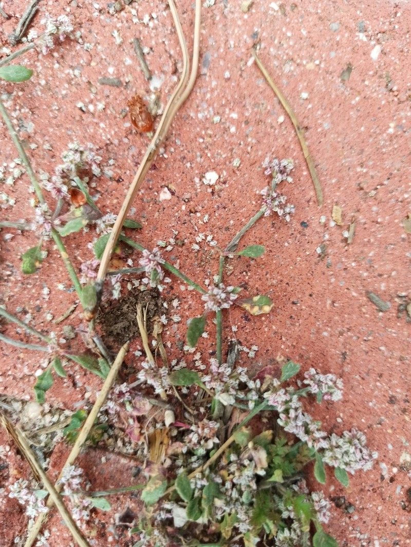 Eriogonum hastatum photo 4