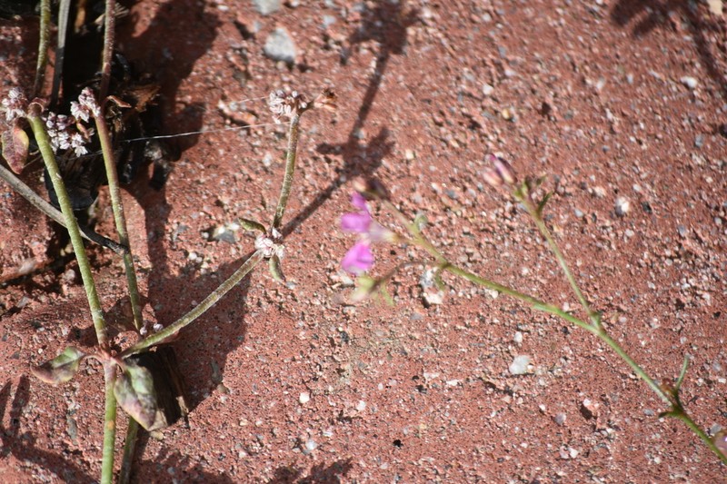 Eriogonum hastatum photo 5