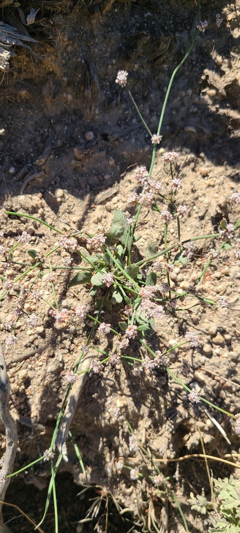 Eriogonum hastatum photo 6