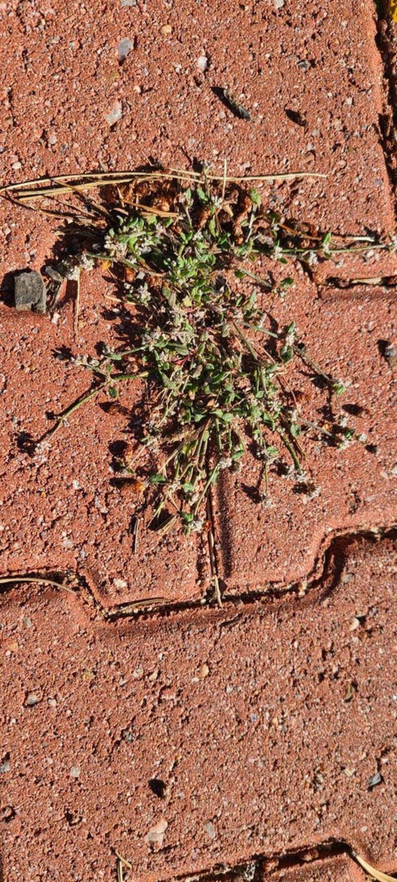 Eriogonum hastatum photo 7