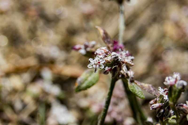 Eriogonum hastatum photo 8