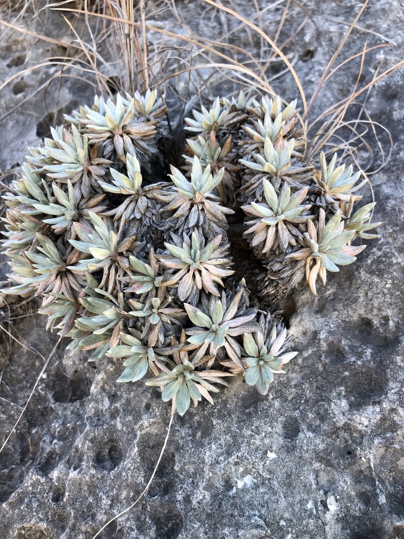 Havard's Buckwheat