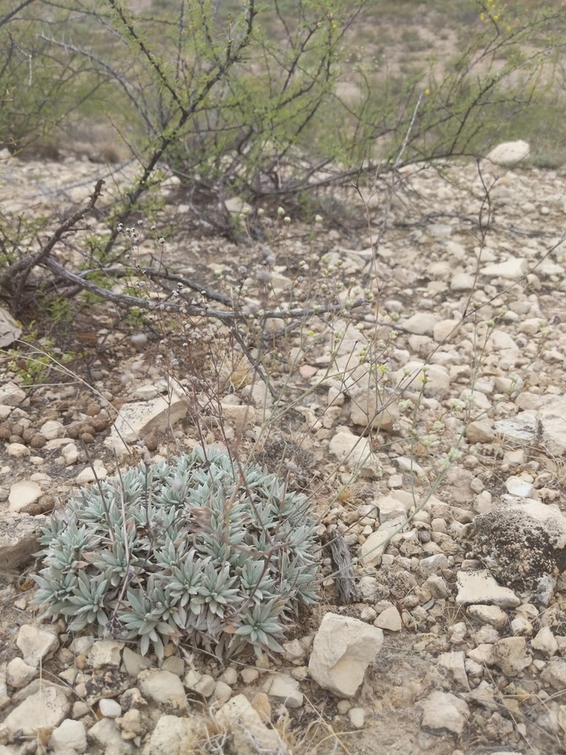 Havard's Buckwheat photo 2