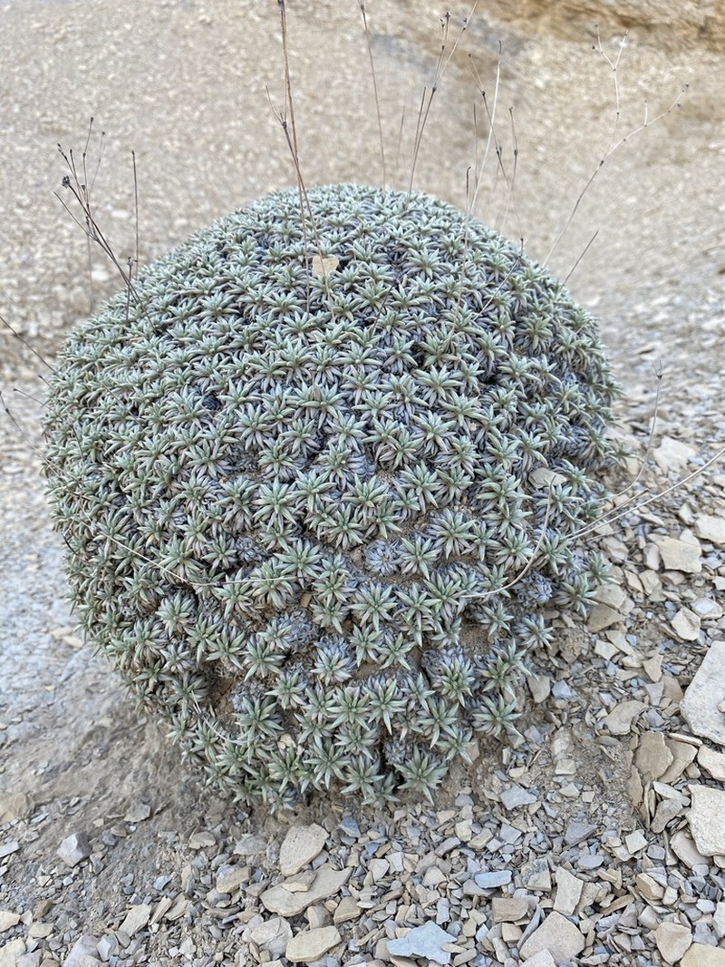 Havard's Buckwheat photo 3