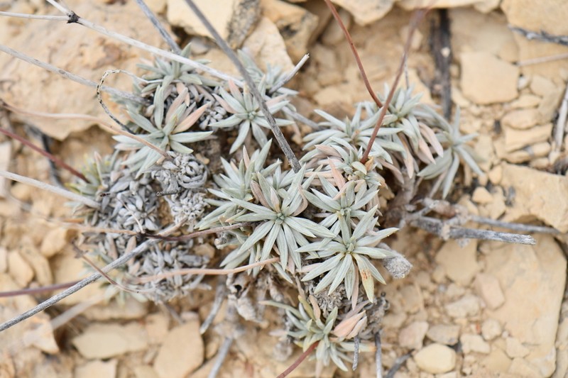 Havard's Buckwheat photo 4
