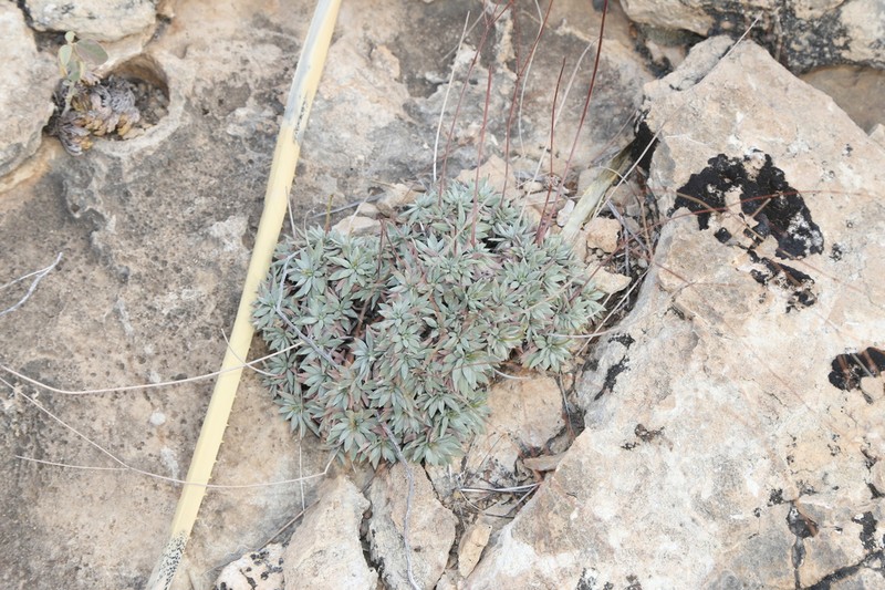 Havard's Buckwheat photo 5