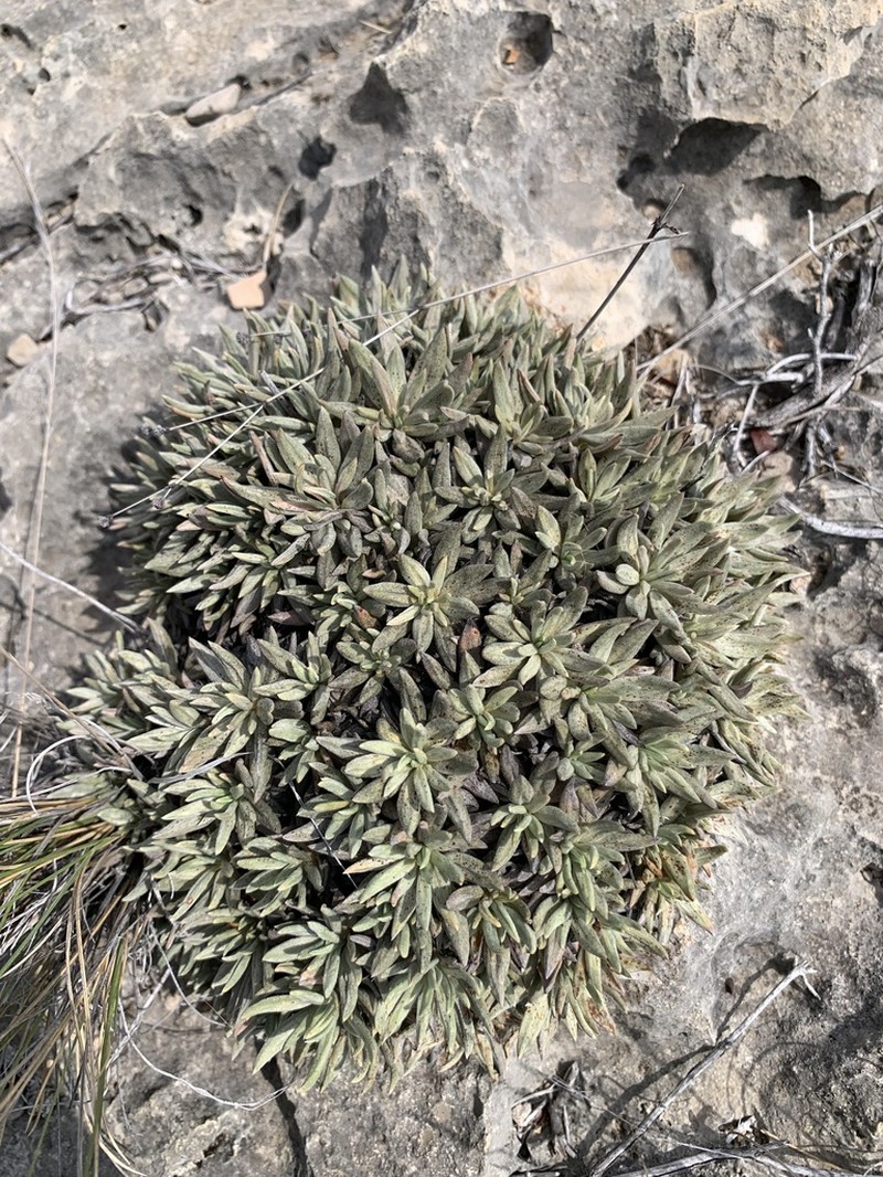 Havard's Buckwheat photo 6