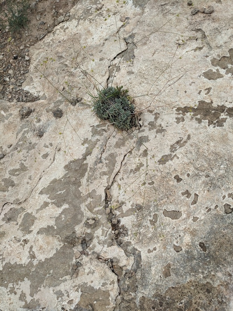 Havard's Buckwheat photo 7