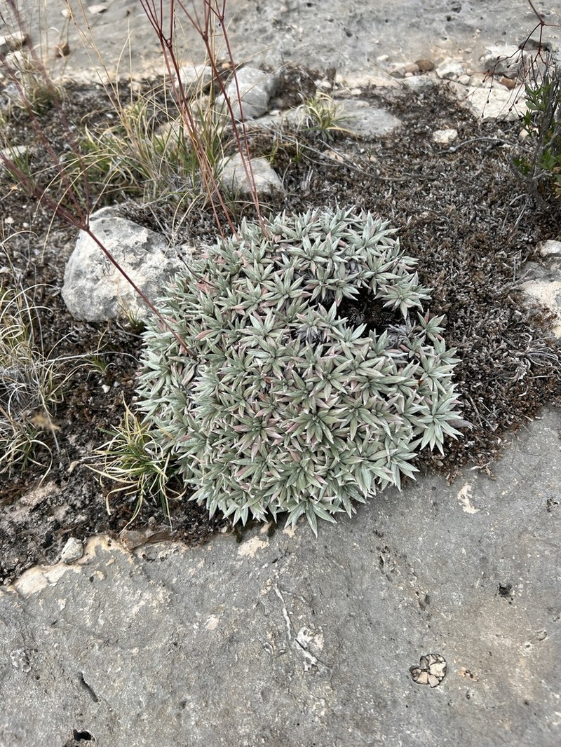 Havard's Buckwheat photo 8