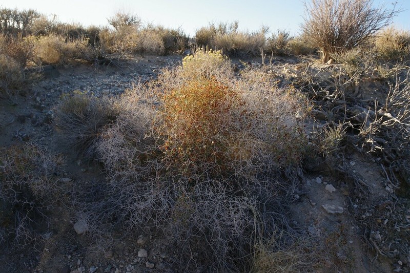 Heermann's Buckwheat