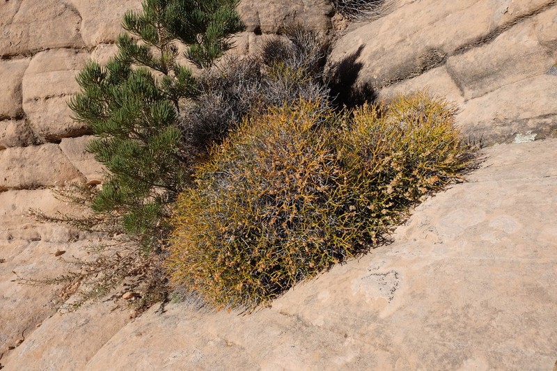 Heermann's Buckwheat photo 2