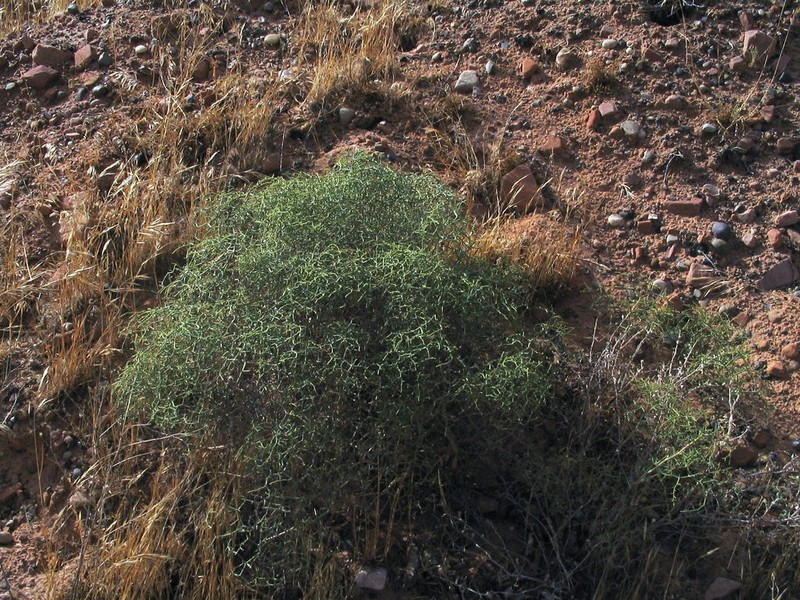 Heermann's Buckwheat photo 3