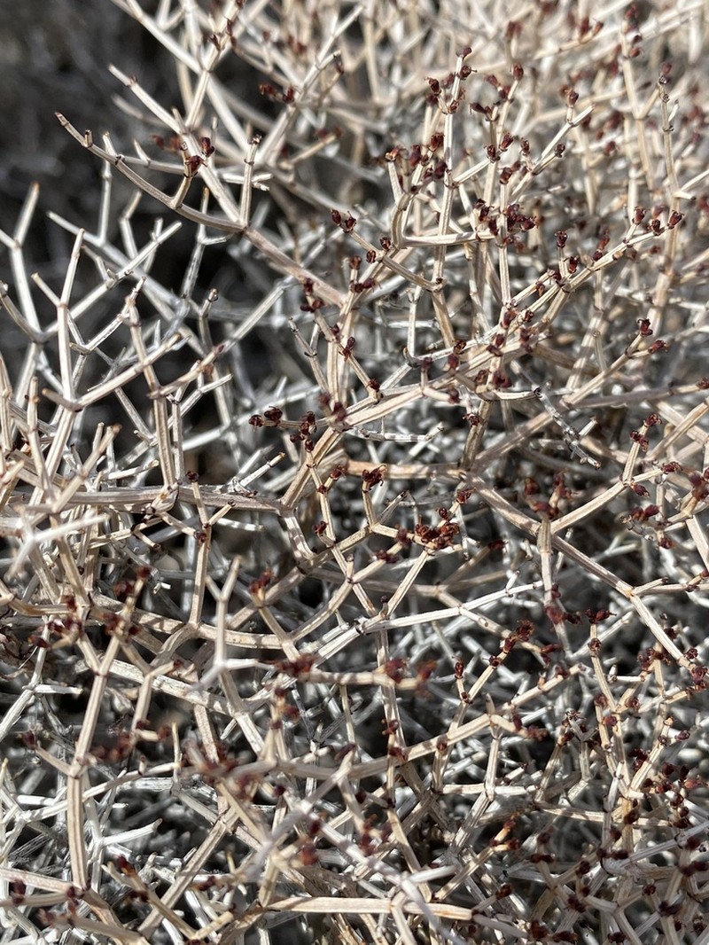 Heermann's Buckwheat photo 4