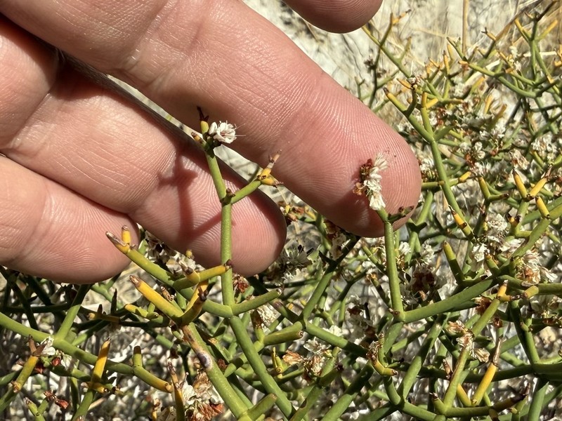 Heermann's Buckwheat photo 5