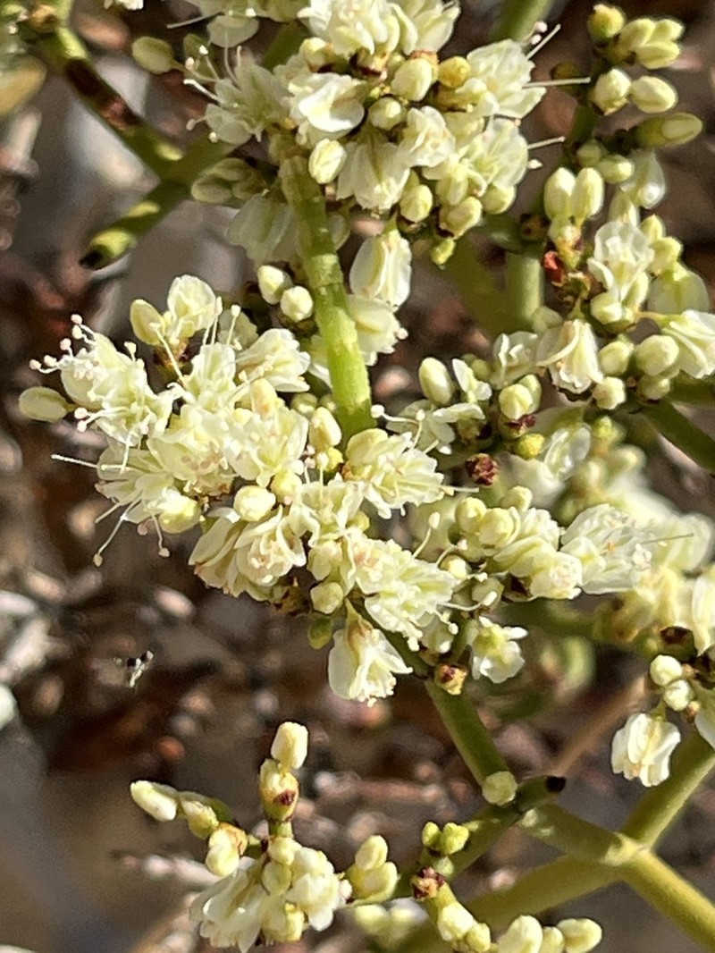 Heermann's Buckwheat photo 6