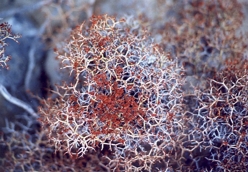 Heermann's Buckwheat photo 7